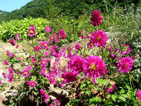 올해도 과꽃이 피어 서서히 지려합니다. 